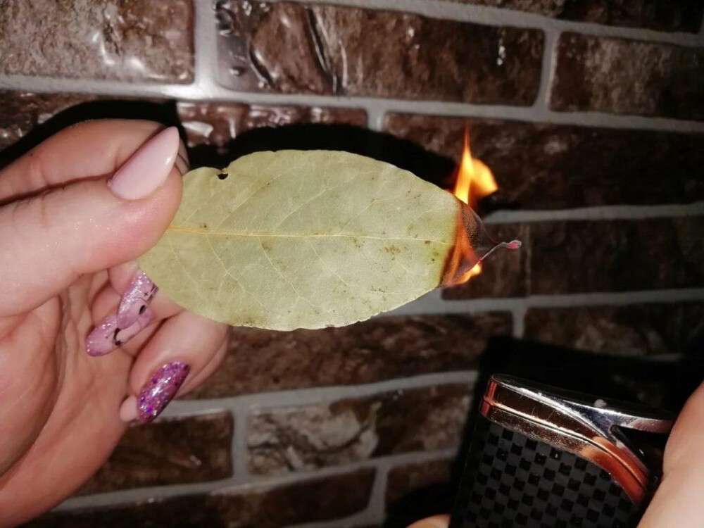 Babérlevél Tlenítése: Természetes Aromásítás és Légfrissítés a Lakásban