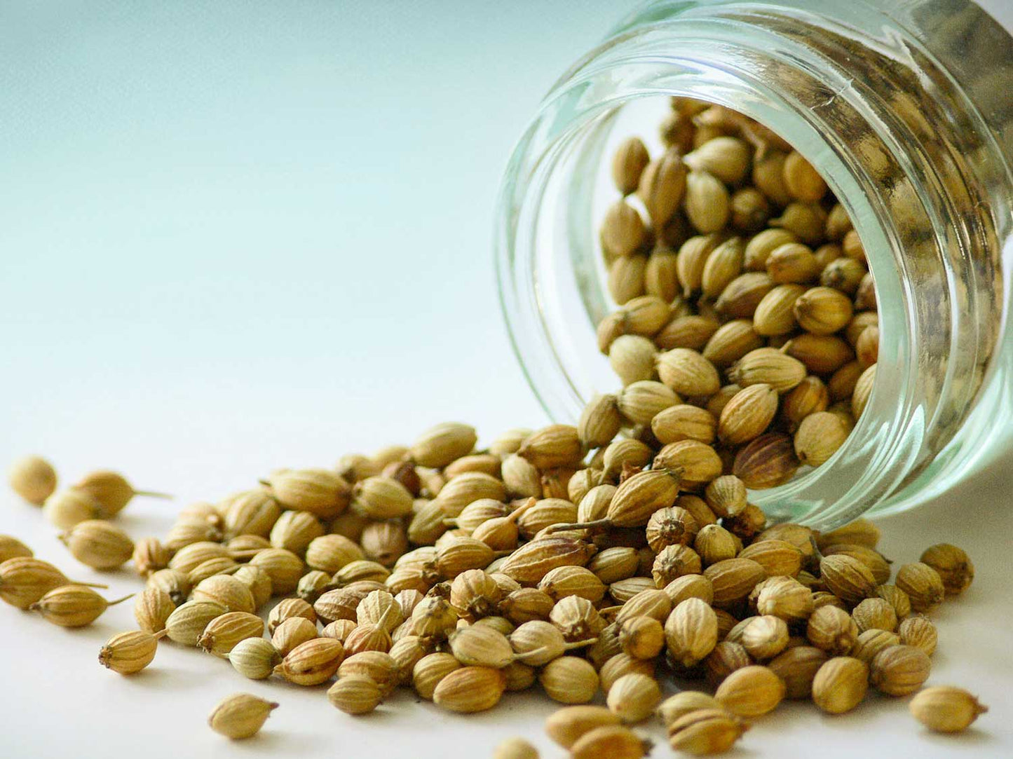 Koriandermag indiai fajta 30g